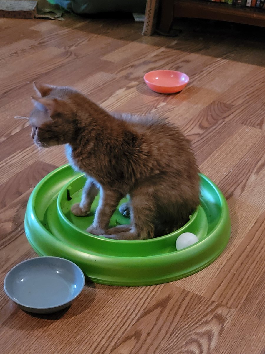 lynnslagle42's tweet photo. I told Louie I was doing a transport all weekend and I'd see him Sunday night/Monday morning. He did not respond well 🤣🤣 #edgarsfamily #cerebellarhypoplasia #chlove #wobblykitty #chkitty #nomomyoustayhome #imneedyandneedyou #howdareyouleave #betterhidemyshoes #ggrrr https://t.co/5IHQdHMyRg