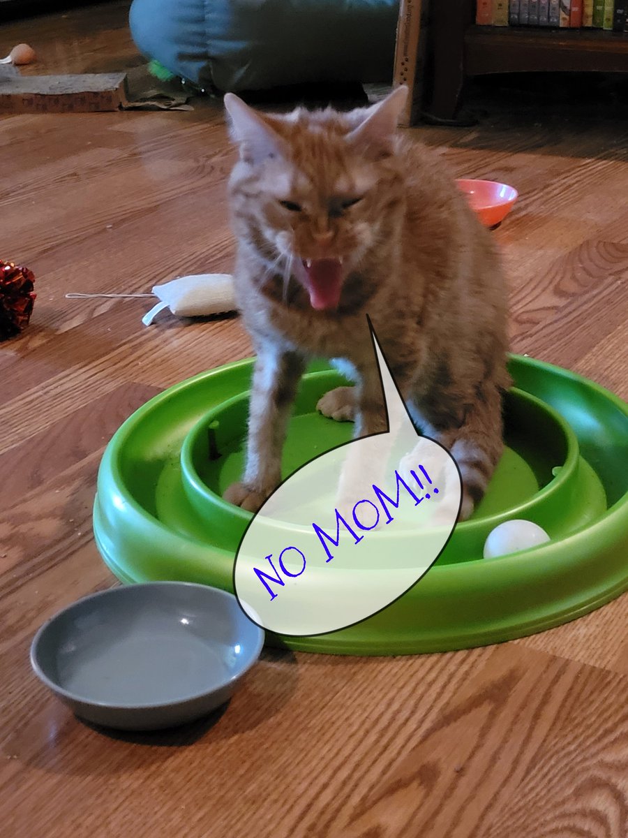 lynnslagle42's tweet photo. I told Louie I was doing a transport all weekend and I'd see him Sunday night/Monday morning. He did not respond well 🤣🤣 #edgarsfamily #cerebellarhypoplasia #chlove #wobblykitty #chkitty #nomomyoustayhome #imneedyandneedyou #howdareyouleave #betterhidemyshoes #ggrrr https://t.co/5IHQdHMyRg