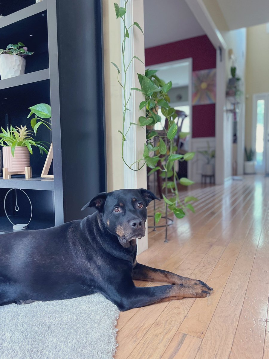 BeBaYel's tweet photo. Little miss proper. #NationalDogDay 
#Nyxybaby https://t.co/dWKsE8NlIj