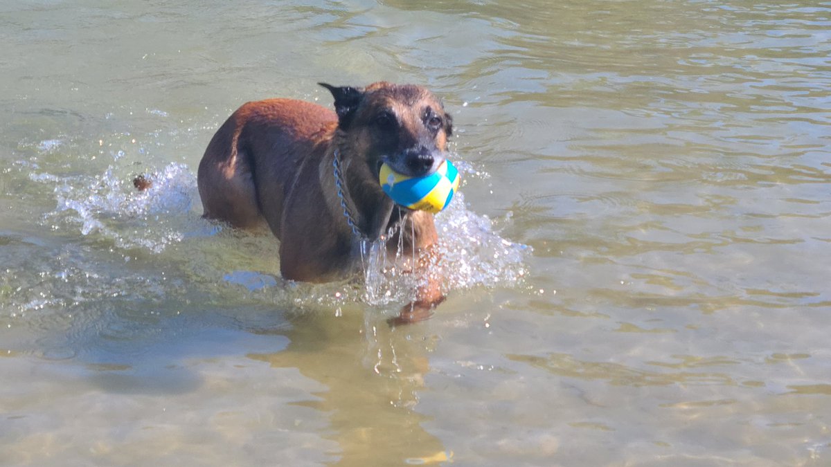 K9 Vader (EOW 10/28/25) tweet media