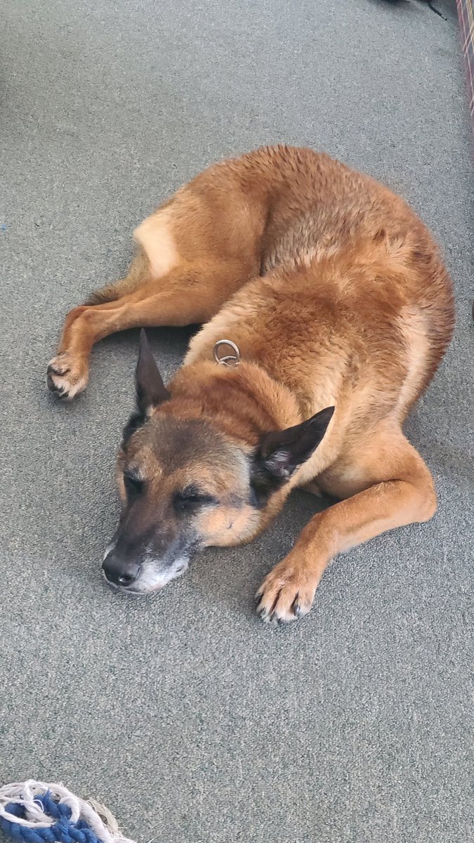 K9 Vader (EOW 10/28/25) tweet media