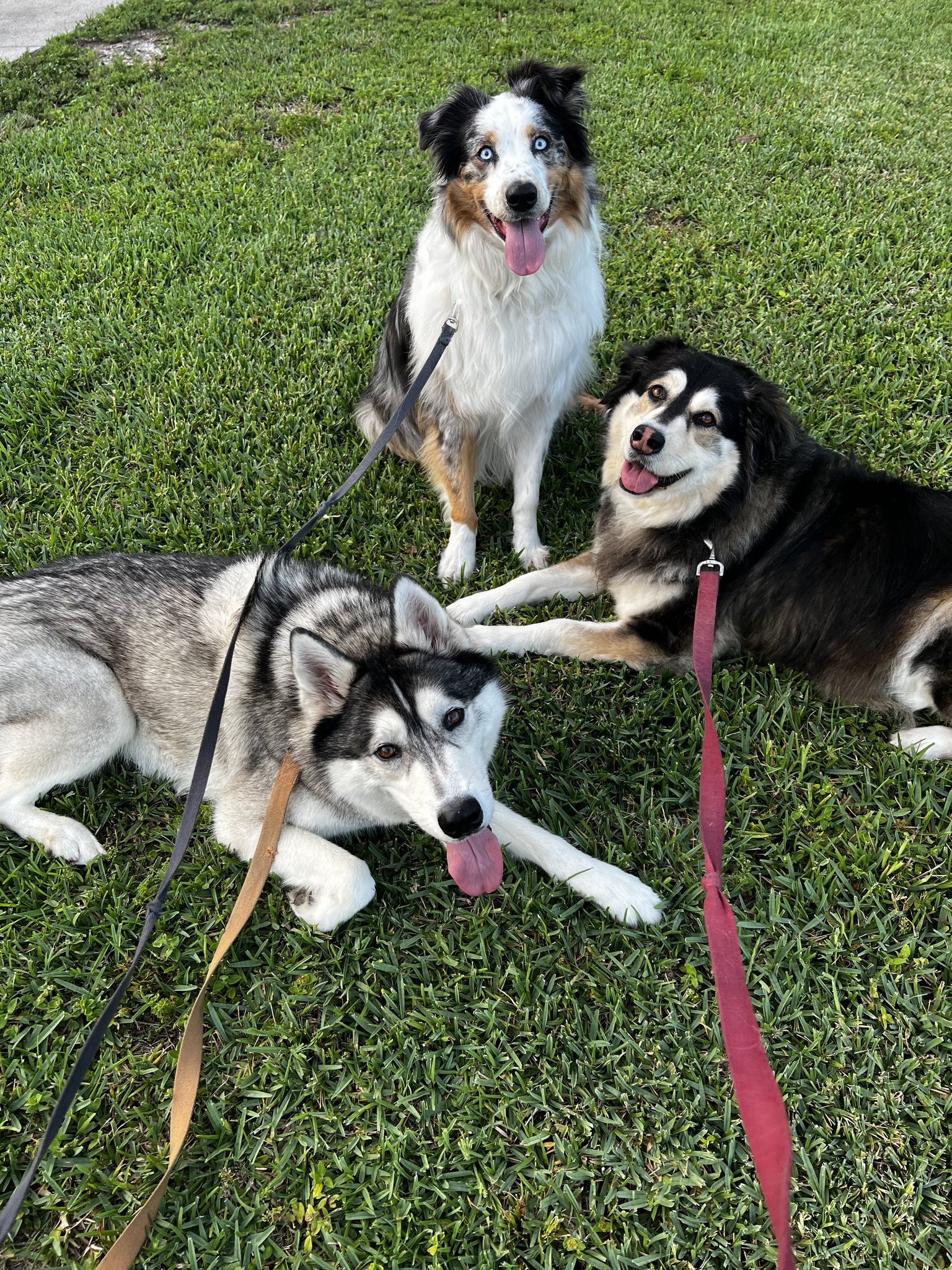 ashlyndiamond on Twitter: "Happy #InternationalDogDay 🥰🥰🥰 https://t.co