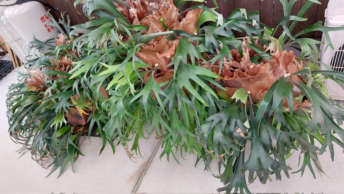 数年前に「カイガラムシがついているでそのままでは全滅しますよ」って言われたビカクシダ。いつ滅ぶのだろう 