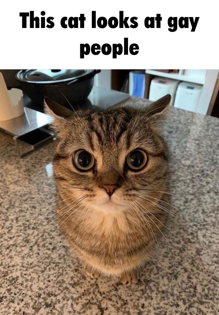 Tweets Of Cats tweet media