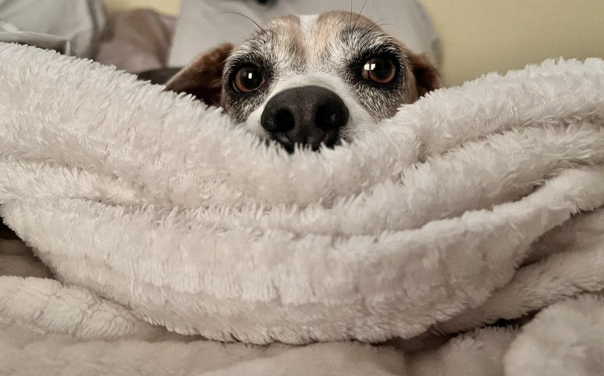 AlexandraLeslie's tweet photo. Happy #NationalDogDay to Eddie, AKA the Prince of Pawtucket!! https://t.co/3CslO1KzI9