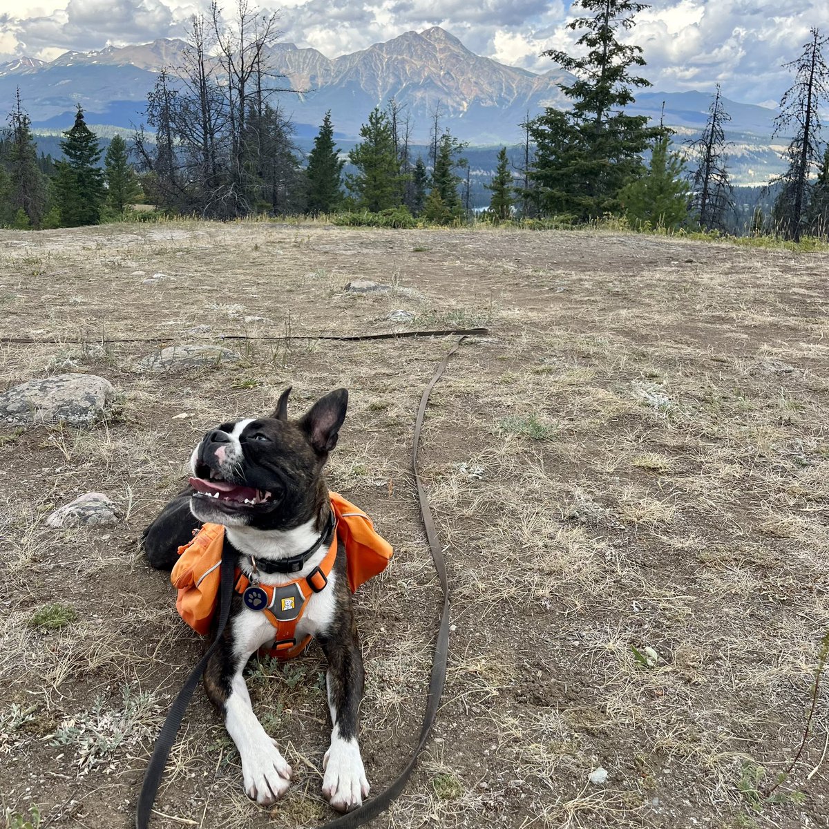 alvarezpermfrst's tweet photo. Happy #InternationalDogDay 🐾 https://t.co/zyS1icRuHB