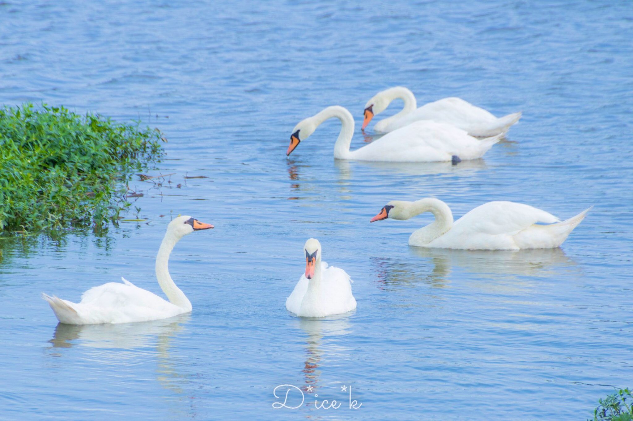 白鳥 Twitter Search Twitter