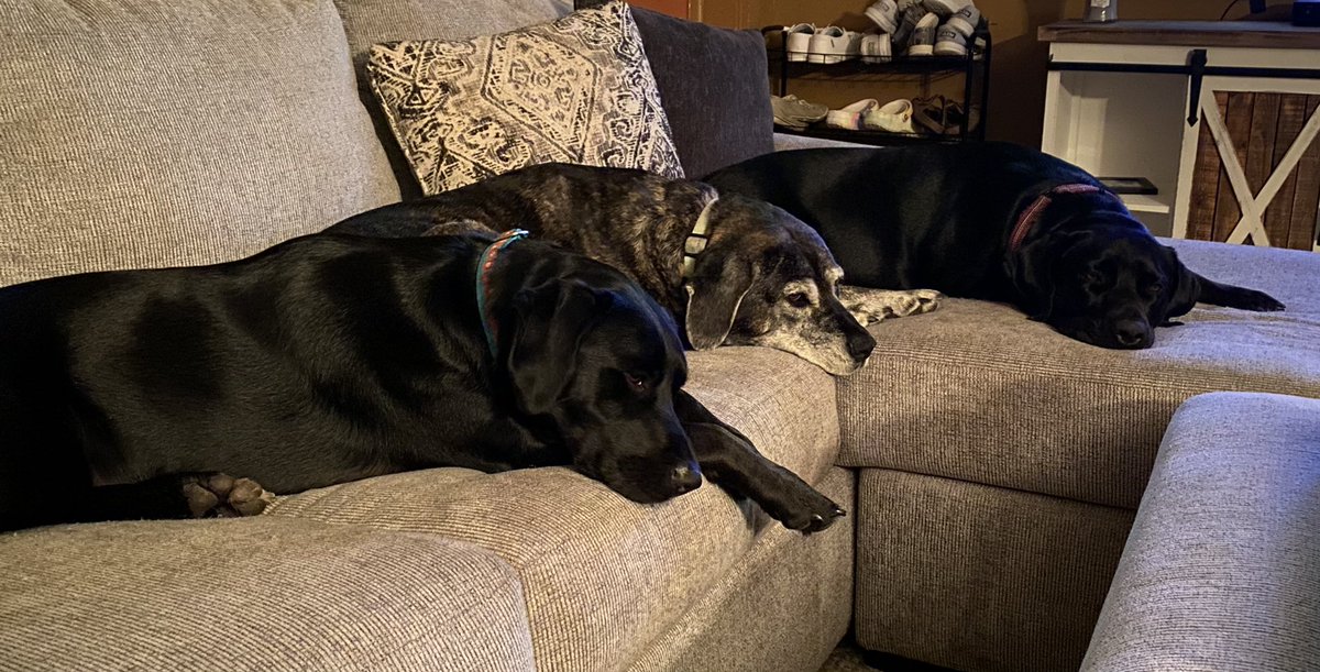 vreyome87's tweet photo. #InternationalDogDay Kalea, Rylee, &amp; Lola 💕 https://t.co/7GipHWr5CP