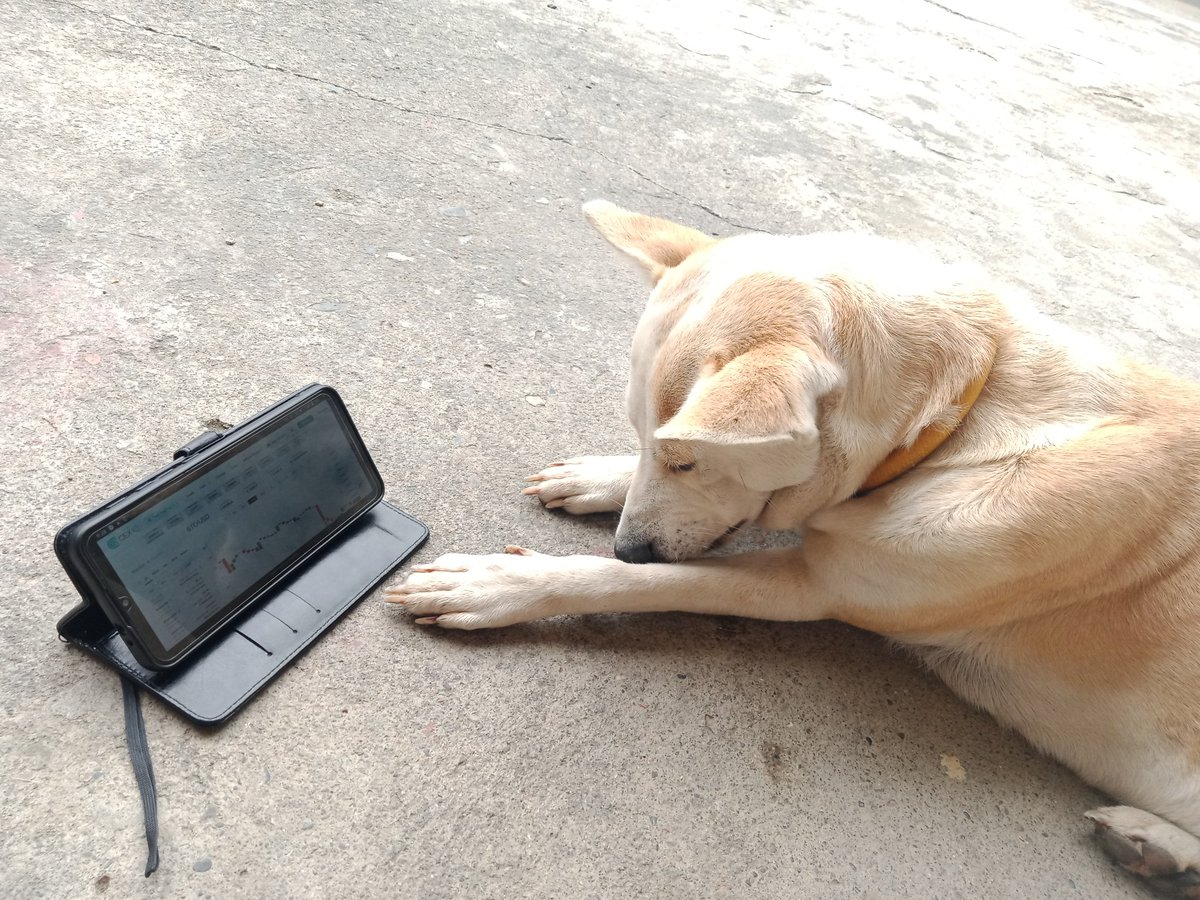 Bee2yeah's tweet photo. @cex_io Meet our dog, Brownie 🥰 She's sad the chart is on a downtrend side ☹️
#DOGSTRADEONCEXIO https://t.co/3FmksoBjb5