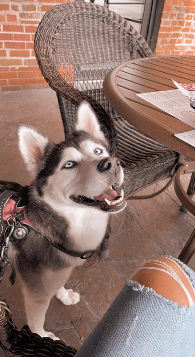 skylarsage_news's tweet photo. I can’t believe it’s #nationaldogday and I’m just now posting?! Blessed to have this ball crazed puppers🤩 #zarab https://t.co/4EZq8ypb3H