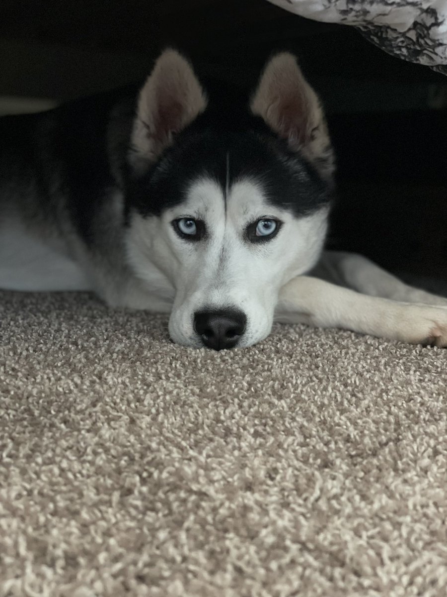 skylarsage_news's tweet photo. I can’t believe it’s #nationaldogday and I’m just now posting?! Blessed to have this ball crazed puppers🤩 #zarab https://t.co/4EZq8ypb3H