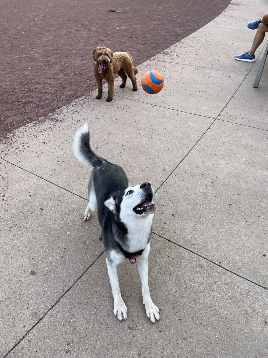 skylarsage_news's tweet photo. I can’t believe it’s #nationaldogday and I’m just now posting?! Blessed to have this ball crazed puppers🤩 #zarab https://t.co/4EZq8ypb3H