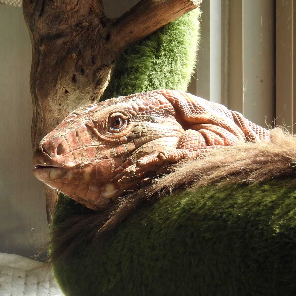 reptilescafe's tweet photo. 湿度も気温も高い横浜
お店はマスク・手洗い・消毒の徹底で
営業(11時〜18時、入店17時頃まで)しております
写真は
#アルゼンチンレッドテグー さんです
#爬虫類カフェ #reptilescafe #横浜カフェ
#レッドテグー #テグー #RedTegu
#保護ペット #保護爬虫類 #ProtectedPet #ProtectedReptiles https://t.co/kz3f5gaU53
