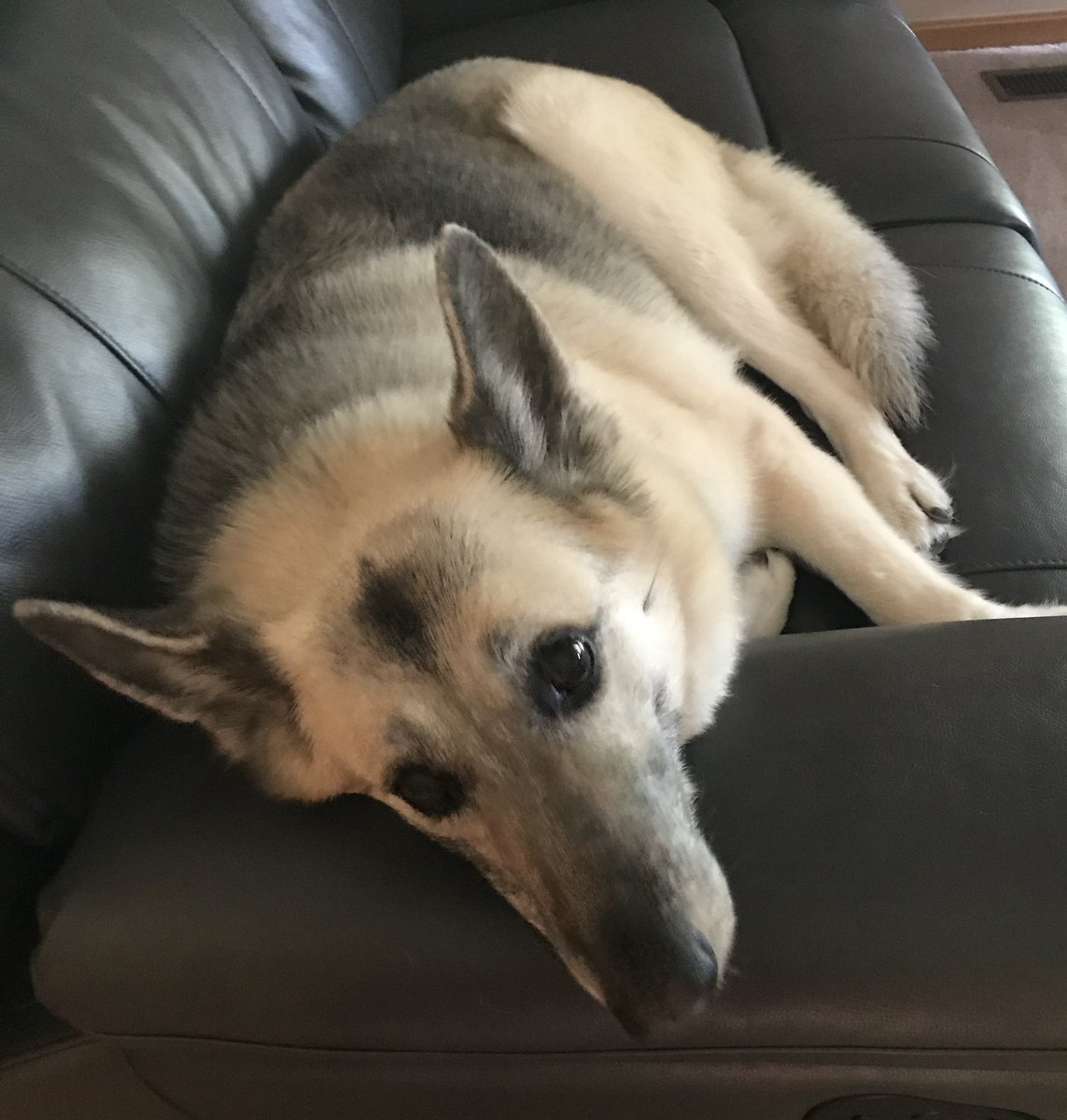 LindaHinson_1's tweet photo. @MyPeakChallenge @SamHeughan @PeakerPets My Peaker couch potato. โค๏ธ๐ฆด๐
My 13 yr old rescue German Shepherd passed last month from end stage hip dysplasia. We had her 11 wonderful yrs. We miss her dearly. ๐โค๏ธ๐พ๐ฆด๐ญ #Ziggy #PreciousDog โค๏ธ https://t.co/U4mKZvlBZ3