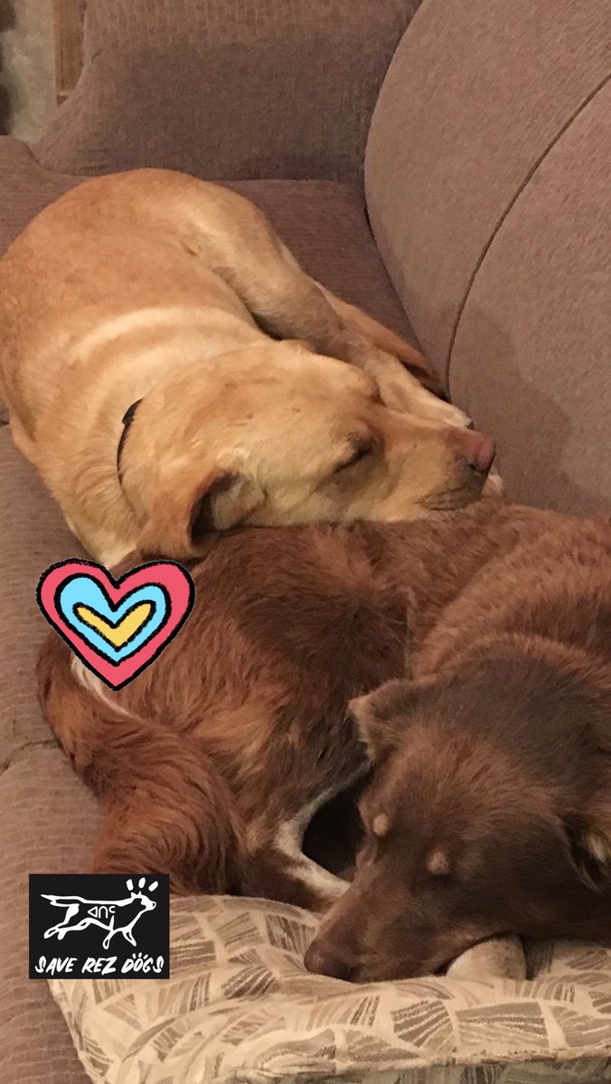 saverezdogs's tweet image. Rez dogs know how to give unconditional love. 💞

Big love to all rez dogs today and always. Take care of them and they will take care of you. 

#saverezdogs #loverezdogs #rezdogs #internationaldogday #spayandneuter #rezlife