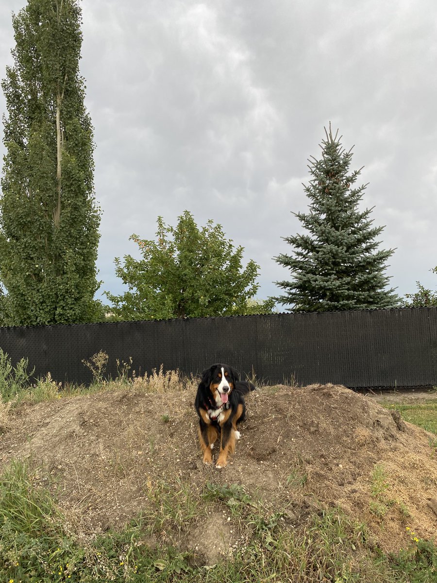 LittleDenene's tweet photo. Sheโs parked on her mountain, and nothing is going to move her. #bernesemountaindog #stubborn #needsabath https://t.co/iP4fKJeAxb