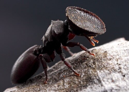 前後: 侵入アリがアフリカの生態系に顕著な変化を引き起こす