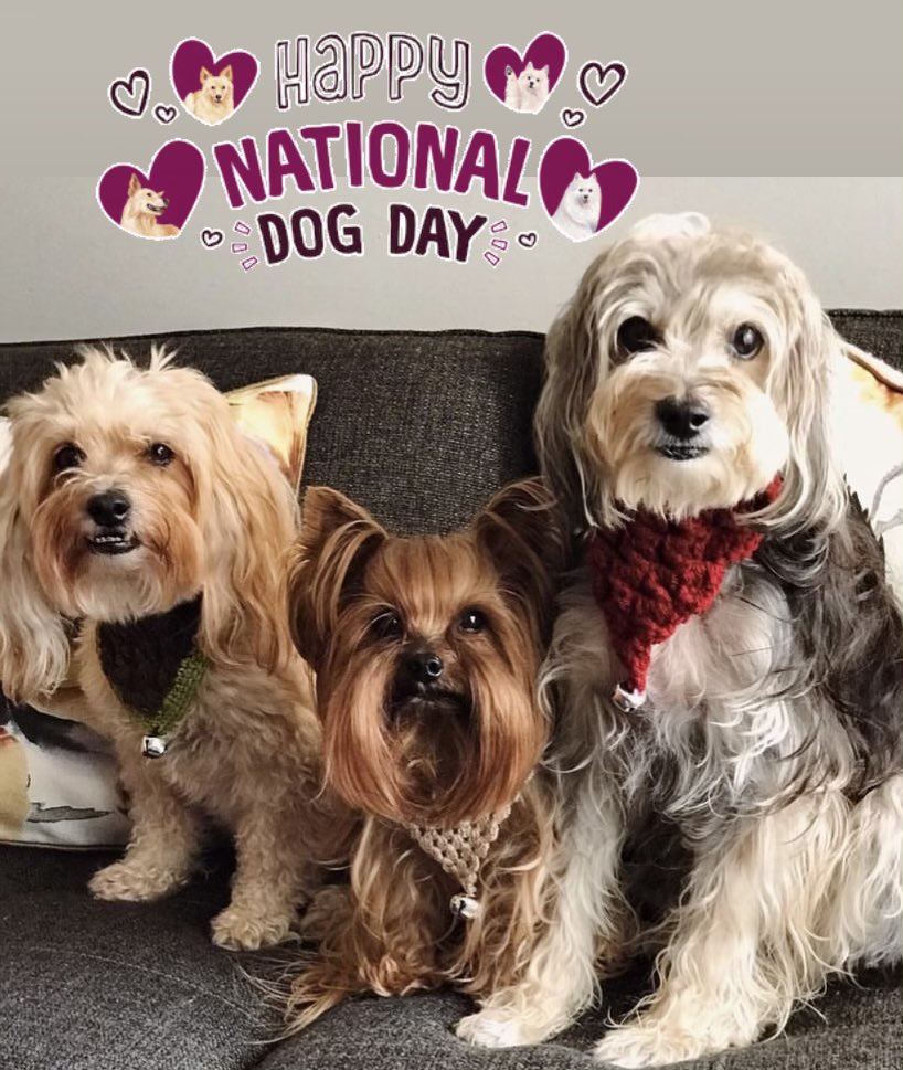 mayaj1973's tweet photo. We received this beautiful digital card from Tino’s girlfriend Harmony @LuvJagger 💕🥰HAR-T❌⭕️ to celebrate International Dog Day #InternationalDogDay 💕🐶💙! Thank you so much! Happy International Dog Day from the Dudes! Harmony is the absolute cutest! 💕🐶💕 https://t.co/eUgenGkMdv