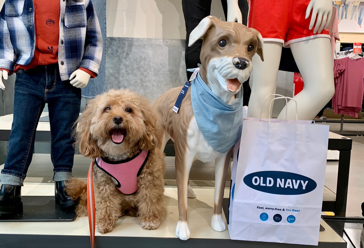 mayaj1973's tweet photo. We received this beautiful digital card from Tino’s girlfriend Harmony @LuvJagger 💕🥰HAR-T❌⭕️ to celebrate International Dog Day #InternationalDogDay 💕🐶💙! Thank you so much! Happy International Dog Day from the Dudes! Harmony is the absolute cutest! 💕🐶💕 https://t.co/eUgenGkMdv