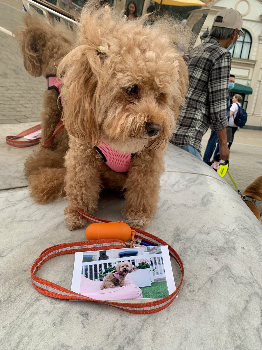 mayaj1973's tweet photo. We received this beautiful digital card from Tino’s girlfriend Harmony @LuvJagger 💕🥰HAR-T❌⭕️ to celebrate International Dog Day #InternationalDogDay 💕🐶💙! Thank you so much! Happy International Dog Day from the Dudes! Harmony is the absolute cutest! 💕🐶💕 https://t.co/eUgenGkMdv