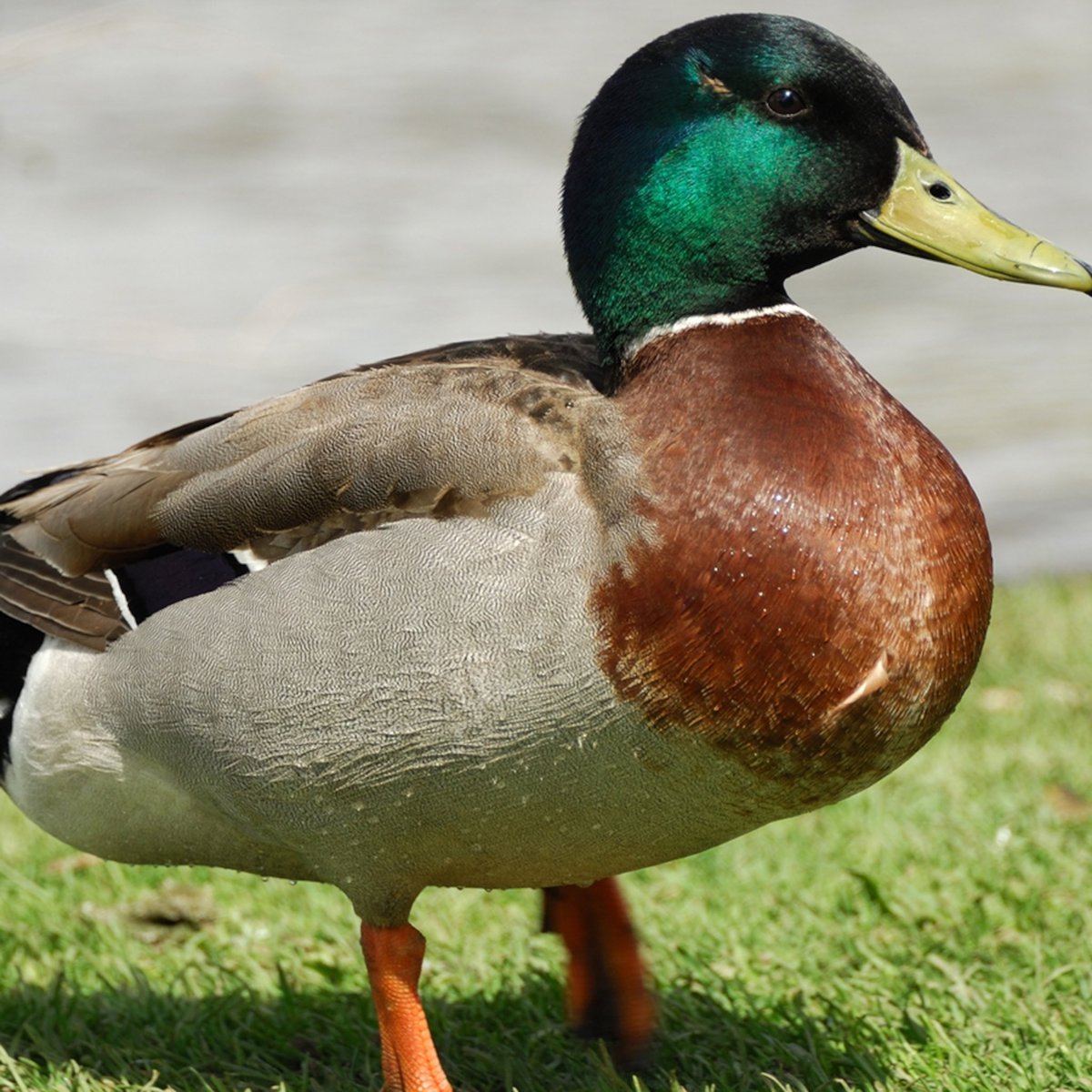 Mallard Duck is a Top 3 Bird of all time 🦆