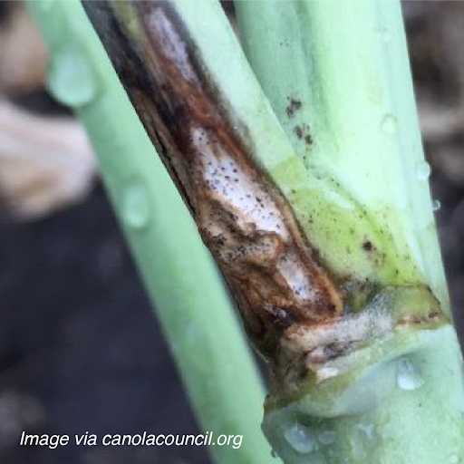 2020SeedLabs's tweet image. From samples of blackleg symptomatic canola stems, we can determine the genetic vulnerabilities of fungi and pathogens. The result? Better information and genetic resistance in your next planting. Try our KASP Testing for your agricultural operations!

ow.ly/cn9E50KtAZJ