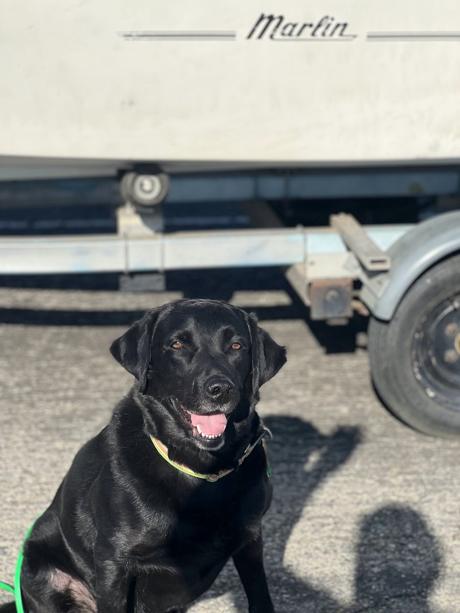 ReclamationCGB's tweet photo. 😲 1,687 inspections by mussel-sniffing canines at New Melones Lake to date! These dogs can detect Zebra & Quagga mussels, highly invasive species that alter lake ecology and much more. https://t.co/qGadbpwzea #NationalDogDay https://t.co/1kh7dLls1h