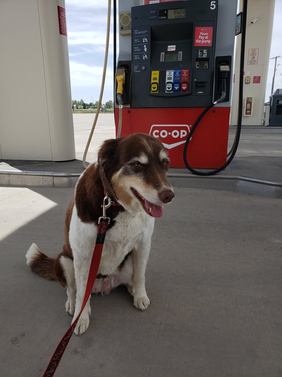 Buttersbey's tweet photo. @CoopCRS And here's Butters the Australian Shepherd also fuelling up at Co-op. This time, she's showing off her good looks as her parents fuel up their #Toyota.

#dogsofcoop #DogsOnTwitter #coop #cooprefinery #MyMomWorksAtCRC

@CoopRefinery @CoopFCL https://t.co/bkO8Gv6OQH