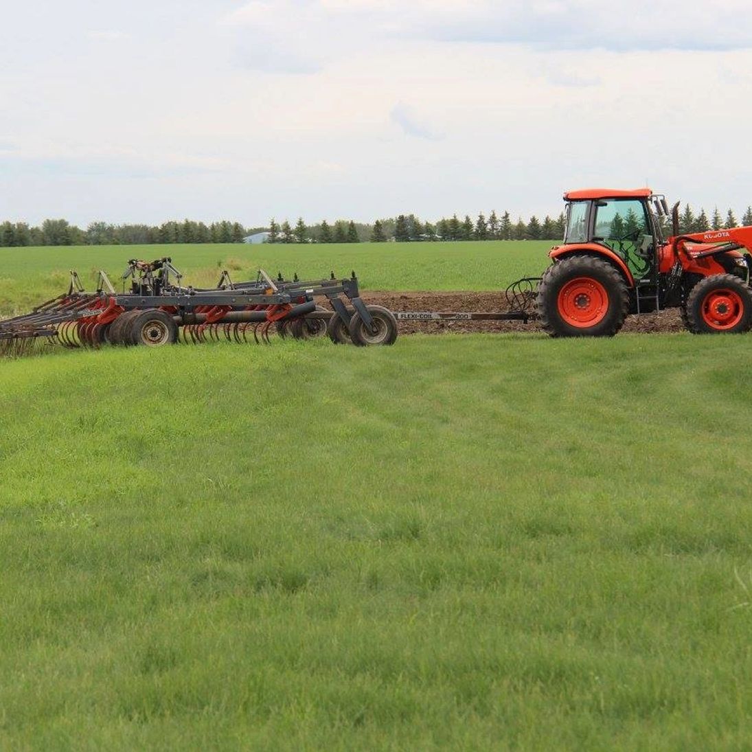 bokeybloomsfarm's tweet image. We love being able to share about Haskap berries and often we get questions about our orchard. The following is a link to a short video about the orchard done by @reelstorycommunications and @sturgeoncounty 

youtube.com/watch?v=Kj9_YM…