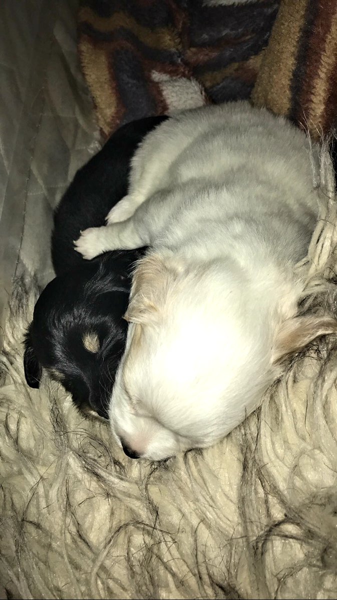 JessicaNorthey's tweet photo. I meant to post this all day long! 
Celebrating my sweet littles...Zina, Atarah &amp; Izzy on #NationalDogDay! Wishing all fur-babies &amp; especially you 3 ladies a lifetime of love, snuggles, treats &amp; no more thunder!! ❤️🐾🙏 https://t.co/ZU4ztUgkRE