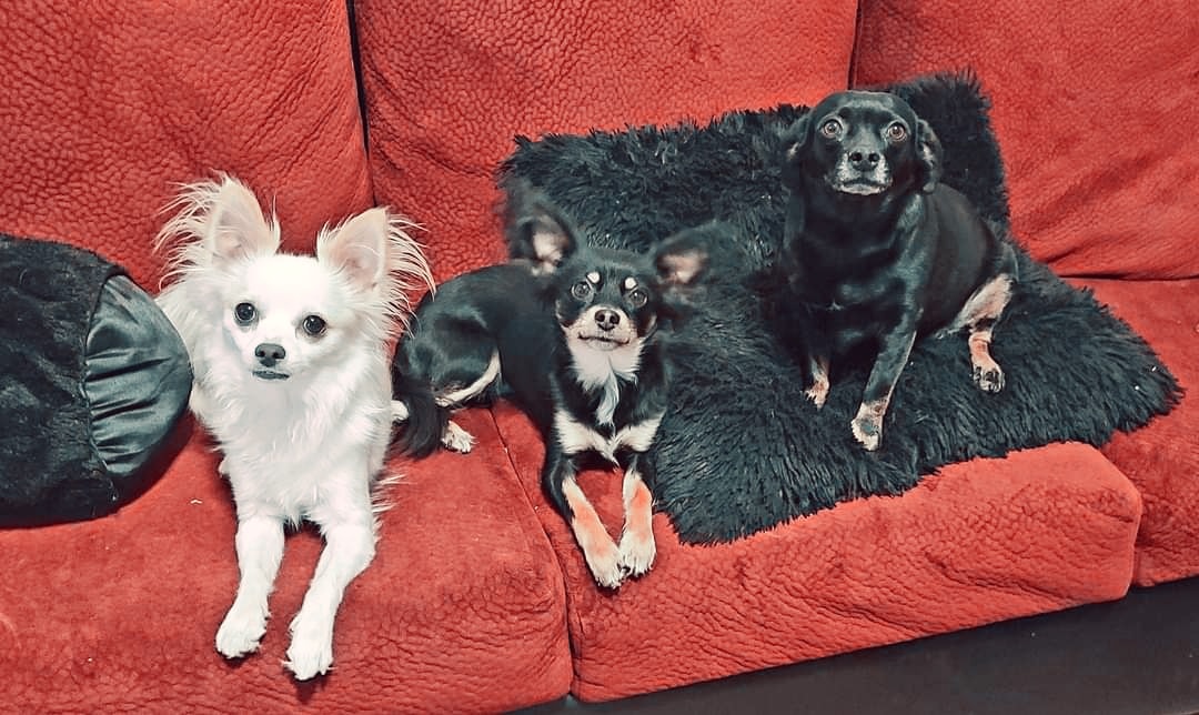JessicaNorthey's tweet photo. I meant to post this all day long! 
Celebrating my sweet littles...Zina, Atarah &amp; Izzy on #NationalDogDay! Wishing all fur-babies &amp; especially you 3 ladies a lifetime of love, snuggles, treats &amp; no more thunder!! ❤️🐾🙏 https://t.co/ZU4ztUgkRE