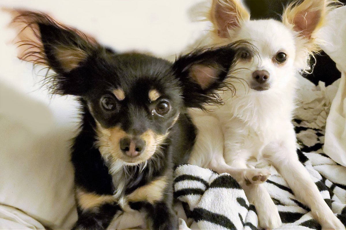 I meant to post this all day long! 
Celebrating my sweet littles...Zina, Atarah &amp; Izzy on #NationalDogDay! Wishing all fur-babies &amp; especially you 3 ladies a lifetime of love, snuggles, treats &amp; no more thunder!! ❤️🐾🙏