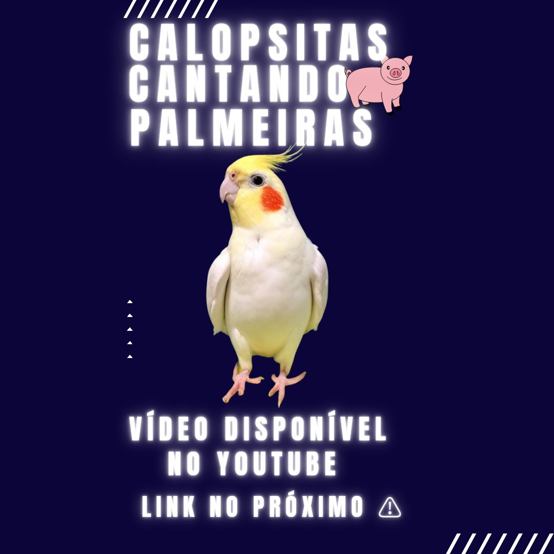 calopsitas_mans's tweet photo. Hoje é aniversário do @Palmeiras parabéns 108 de vida !!!
No Link abaixo Tenho um vídeo das #Calopsitas cantando o Hino do Palmeiras.
📌🔗 https://t.co/Zt5bYGqJOY https://t.co/yE6PEbQ0nY