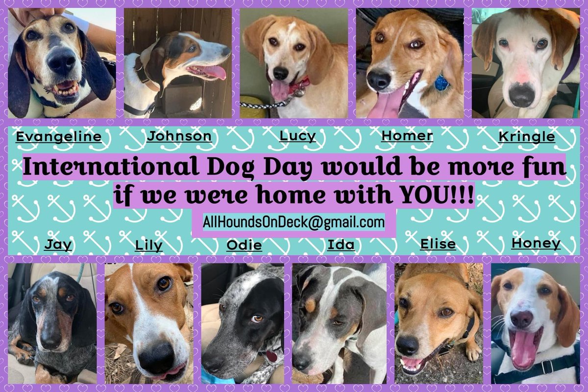 _AHOD_'s tweet image. #adoptdontshop #nationaldogday2022 #RescueDogs #InternationalDogDay #houndsoftwitter #dogsoftwitter #foreverhome #fureverhome