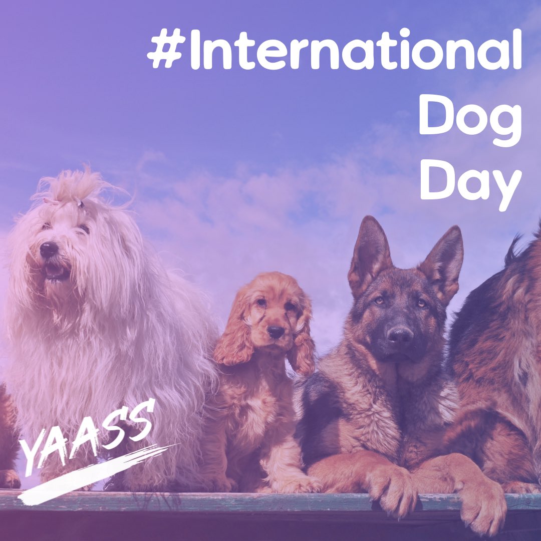 YAASS_app's tweet photo. Dogs are just like human friends- the more you got, the better. Seek out fellow dog lovers on the YAASS app today! #nationaldogday2022 #NationalDogsDay https://t.co/LeBEDj8fd2