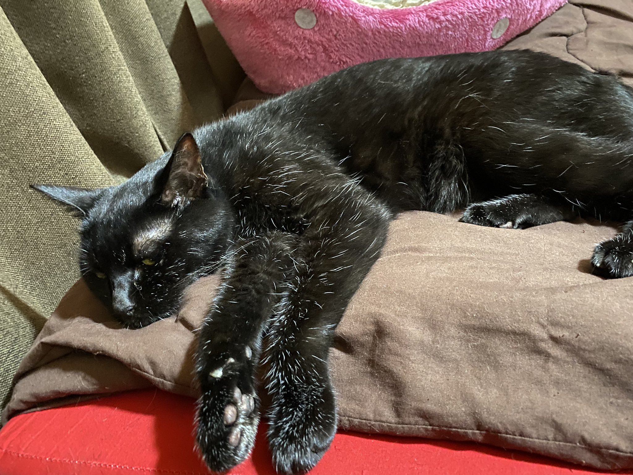 Pon 猫垢 おはようございます 今日はめるちゃんの定期検診でした 病院帰りでぐったりなめるちゃん たくさん鳴いたから疲れたんだね お疲れ様 猫 猫の居る暮らし 猫のいる幸せ T Co D7zzfywee7 Twitter
