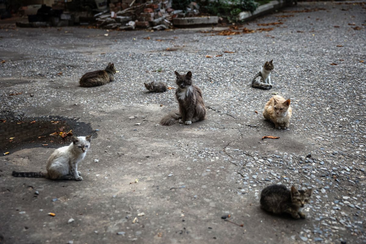 Feline Defence Force 🇺🇦 tweet media