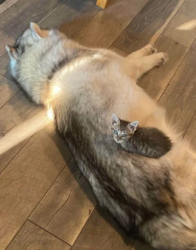 DontShowYourCat's tweet photo. david &amp; goliath https://t.co/5v4GDcdlKJ