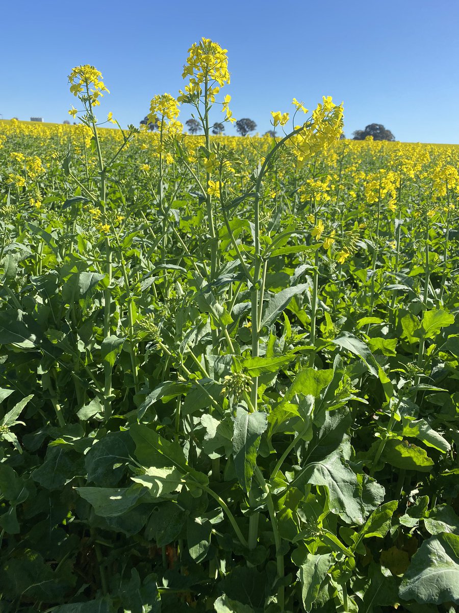 James Kanaley tweet media