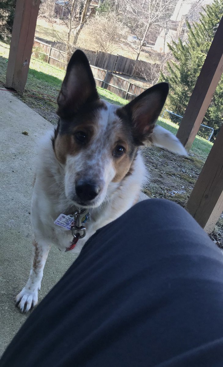 WshThemeTeam's tweet photo. #HappyNationalDogDay https://t.co/XEdMnLfK2t