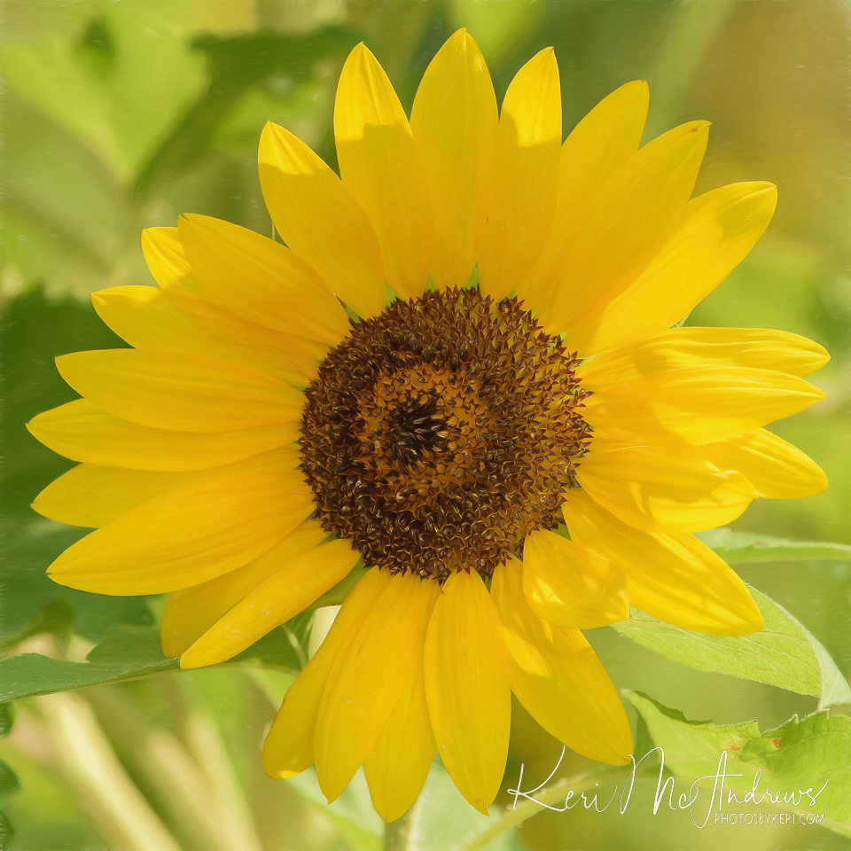 PhotosByKeri's tweet photo. Sunny - 8/26/22
#2022Project52 - #Week34

I can't end summer photos without a photo of a sunflower, right? I mean they are the epitome of late summer, and they have such a cheery disposition. #mawx #summer #sunflower 

https://t.co/1YnwN03Kf6 https://t.co/qAdiDBOZf5
