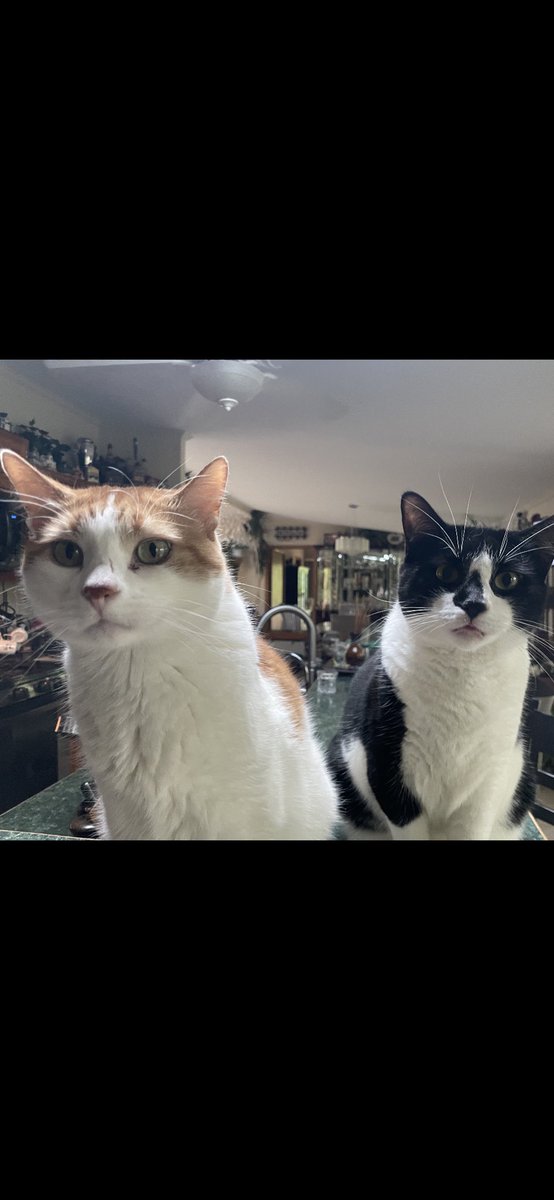 Frannyland2016's tweet photo. #livepd #livepdnation  #OPLiveNation  #OPLive #Reelz 
#CaturdayEve 

I’m home early!!!!!
HI  #LIVEPDFAMILY !!

Let’s get some bad guys!

“I don’t wanna talk” 😆🤣 https://t.co/SSHPgI2AkH