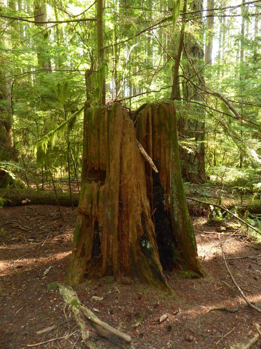 robdogcollar's tweet photo. A few weeks' ago we saw a lumberjack show in Ketchikan. (It's well worth going to see). Now in the woods I keep seeing the evidence of the 'springers'. It's amazing how long the stumps of these trees have stood; at least one was cut down at least 120 years' ago! https://t.co/JRwIDxGXYM
