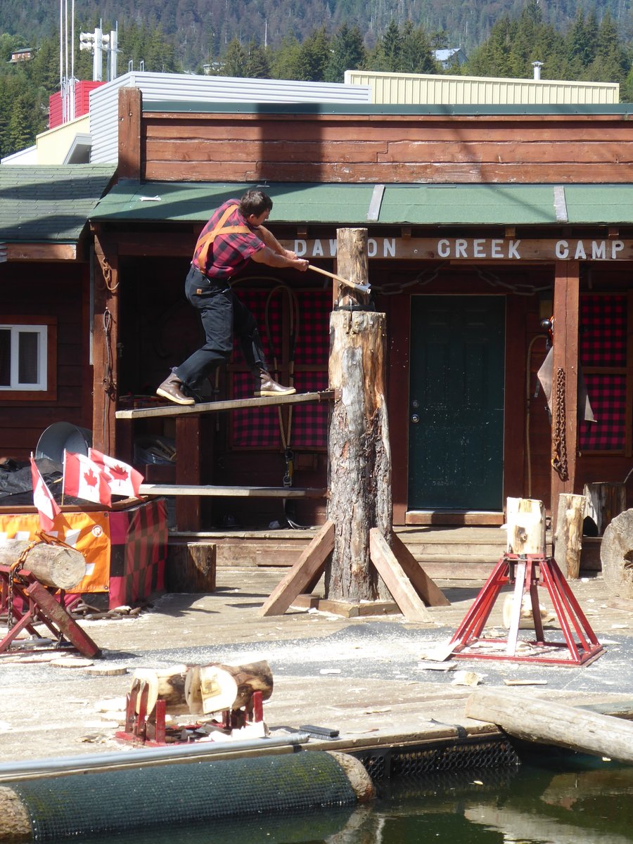 A few weeks' ago we saw a lumberjack show in Ketchikan. (It's well worth going to see). Now in the woods I keep seeing the evidence of the 'springers'. It's amazing how long the stumps of these trees have stood; at least one was cut down at least 120 years' ago!