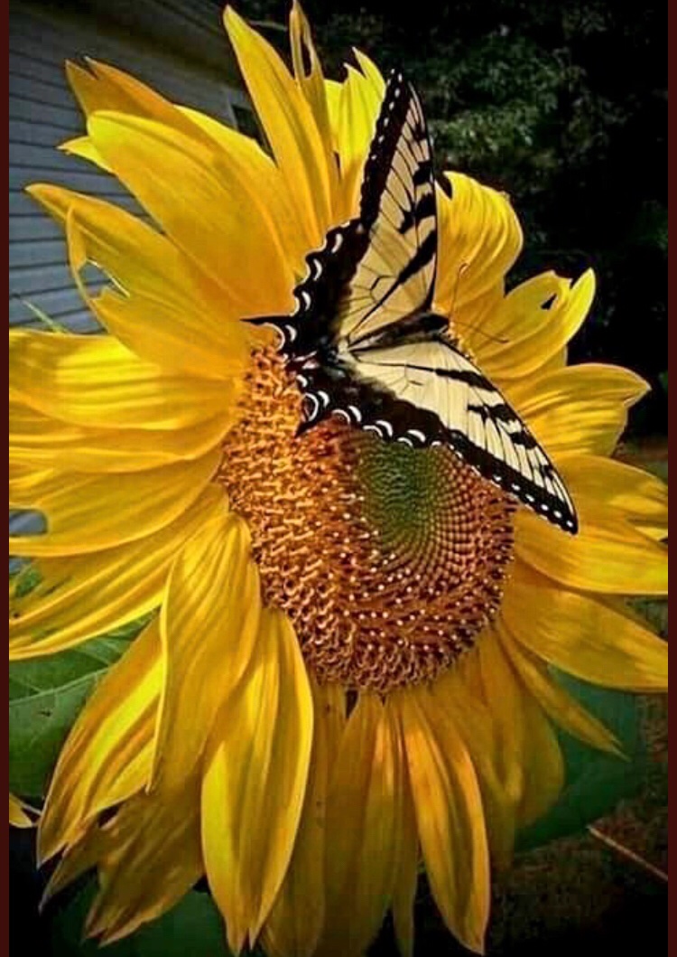 WendyWatson222's tweet image. 