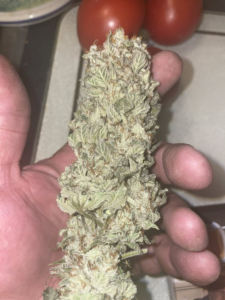 Gonna try the garlic cookies.  Dry. No cure. Can’t help myself #growyourown #CannabisCommunity #Mmemberville  <a href="/34StreetSeedCo/">34 Street Seed Co</a>