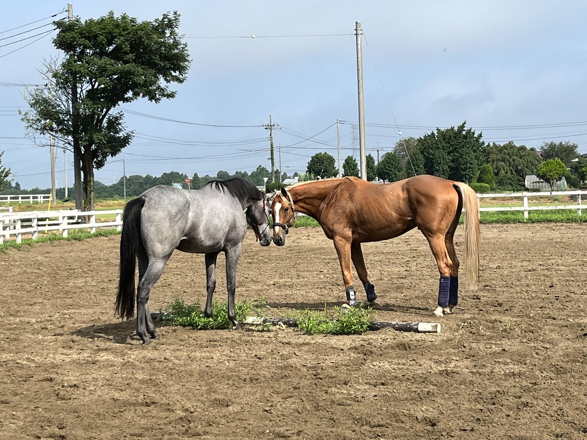 あれ…キンショーユキヒメいつの間に繁殖引退したの?🙄