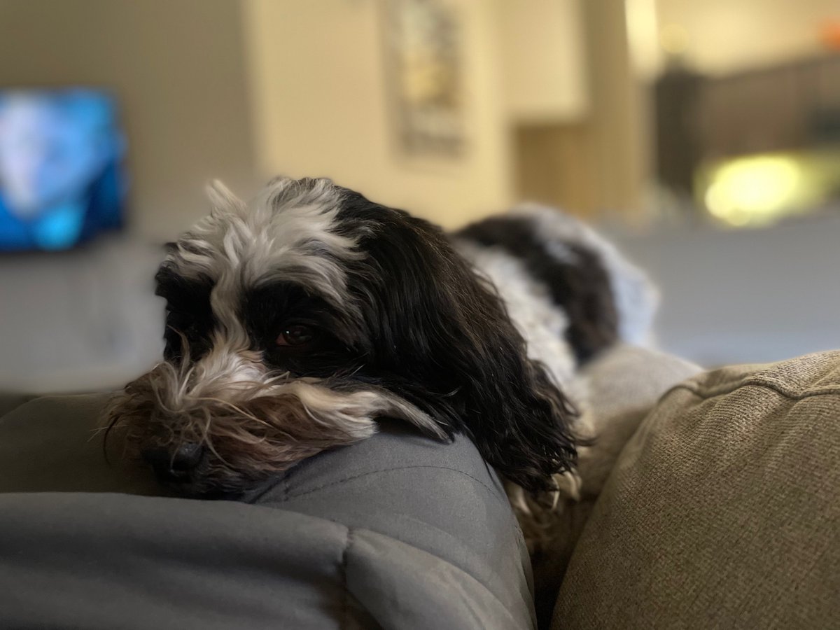 QuantumPups's tweet photo. Hi there! I’m Rocco and I belong to 
@nick_farina and @hannah_parnes
 of EeroQ. I like my favorite pink elephant toy, very smelly bones, and being the center of attention at any costs. I probably love you even if we haven’t met. https://t.co/0Xm6V0VCwO