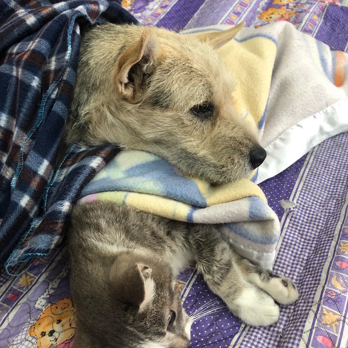 RioCapitalAnima's tweet photo. ✅ 55 esterilizaciones en #Licto 🥳
Hoy estuvimos en Licto esterilizando a perritos y gatitos con y sin dueño. En esta parroquia en especial qremos agradecer y felicitar la amabilidad d su gente y el trabajo d los funcionarios parroquiales quienes siempre apoyaron la campaña. https://t.co/K6HigzkEQe