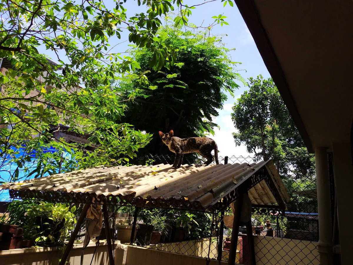 vaiju7's tweet photo. Cat on the hot tin roof 😊 #photomemory https://t.co/pRg5JgvTDm